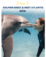 亚特兰蒂斯海豚见面互动 Dolphin Greet and Meet Atlantis